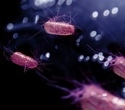 Galápagos wastewater is creating new reservoirs of antibiotic-resistant bacteria