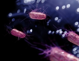 Galápagos wastewater is creating new reservoirs of antibiotic-resistant bacteria