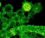Severe COVID-19 reactivates dormant viruses and may leave a lasting viral signature