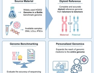 New human genome benchmark captures both parental copies with near-perfect accuracy