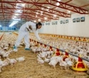 H5N1 infections remain rare among workers exposed to infected birds