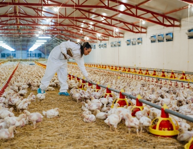 H5N1 infections remain rare among workers exposed to infected birds