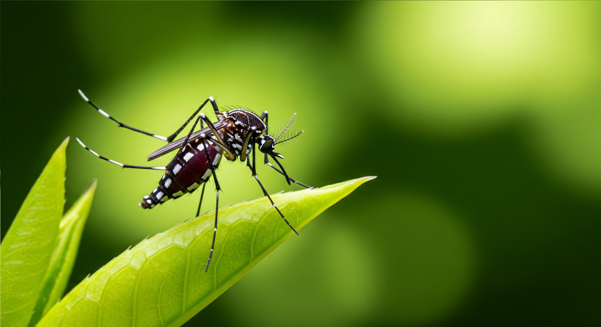 Study: Mitochondrial dynamics in orthoflavivirus infection: insights from human and mosquito hosts. Image Credit: SILVIA MAQQ / Shutterstock
