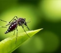 Mitochondrial rewiring may explain why orthoflaviviruses harm humans but persist in mosquitoes
