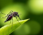 Mitochondrial rewiring may explain why orthoflaviviruses harm humans but persist in mosquitoes
