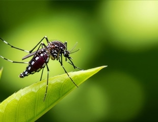 Mitochondrial rewiring may explain why orthoflaviviruses harm humans but persist in mosquitoes