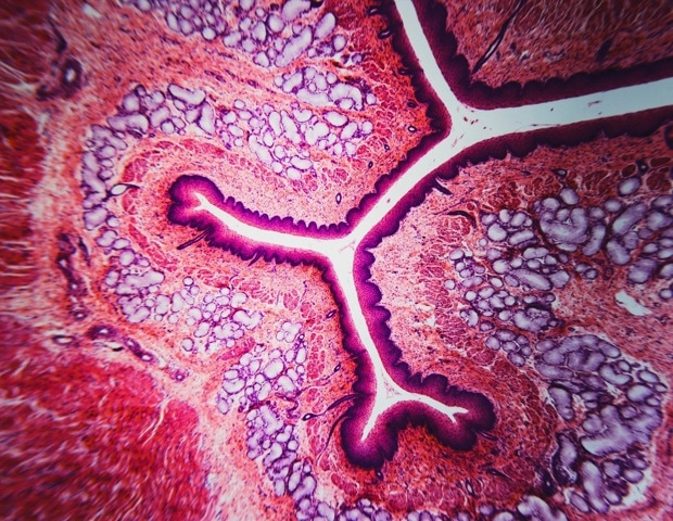 Deep-learning tissue clocks reveal how organs age and leave disease-linked signals in blood