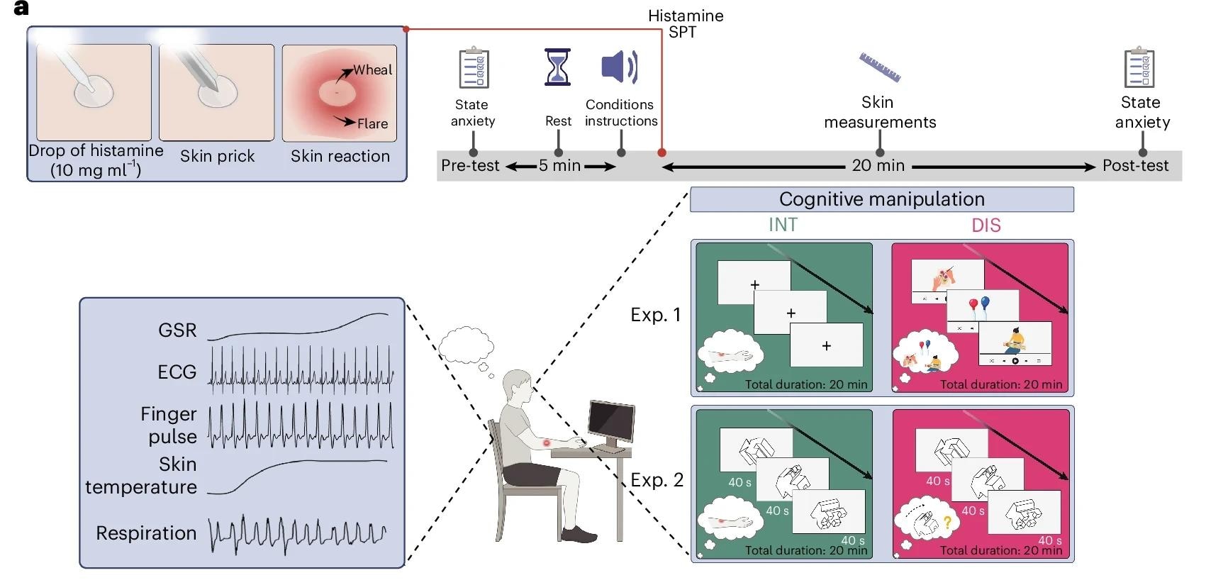 Experimental design. Acute cutaneous inflammation was induced via histamine SPT while participants directed attention either internally to sensations at the test site (itch, burning) or externally to distractors (Exp. 1, video clips, n = 37; Exp. 2, shape plausibility task, n = 20) in a counter-balanced, within-subjects design. Eye gaze was maintained on the screen in both conditions. Diagonal arrows indicate the temporal progression of the 20-min cognitive manipulation. Wheal (oedema) and flare (erythema) were measured at six time points (1–20 min) following SPT, alongside continuous autonomic recordings (heart rate, skin conductance, pulse, skin temperature and respiration). b–f, Internal attention (INT, green) yielded smaller and faster-resolving inflammatory responses than distraction (DIS, pink).