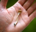 Psilocybin may make the brain more organized than scientists expected