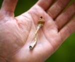 Psilocybin may make the brain more organized than scientists expected