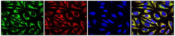 Antibodies for visualizing cell identity and tumor architecture