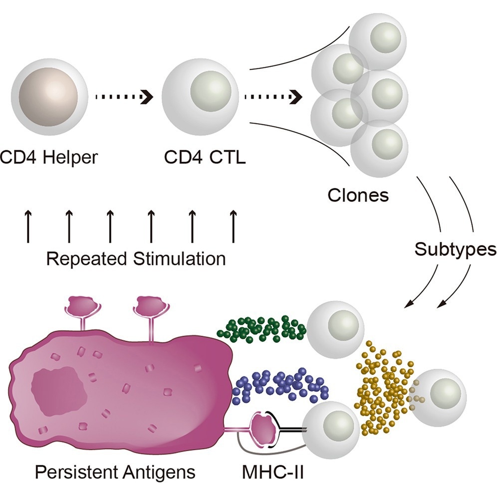 Graphical abstract illustrating the proposed expansion and diversification of CD4 cytotoxic T lymphocytes (CD4 CTLs) following repeated stimulation by persistent MHC class II-presented antigens, with clonally expanded cells adopting distinct functional subtypes.