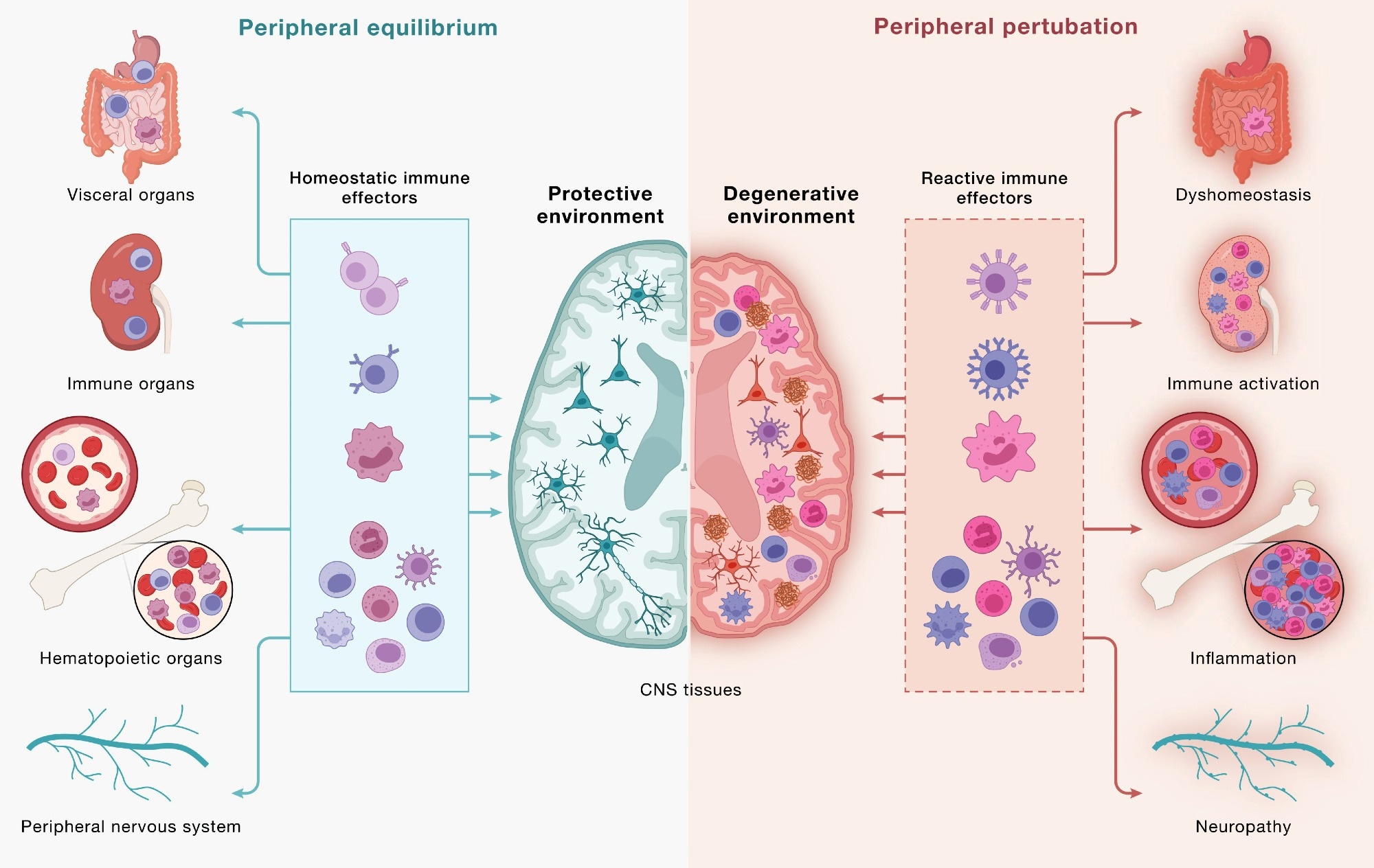 Immune cells communicate across a continuous, bidirectional circuit between the CNS and periphery. Immune cells from across the body engage CNS tissues and, in turn, are shaped by signals returning from the brain. (Left) Under peripheral equilibrium, immune effectors mobilized from visceral organs, secondary lymphoid organs, hematopoietic tissues, and the peripheral nervous system (PNS) - including CD4+ and CD8+ T cells, B cells, monocytes (top 3 cell types), NK cells, dendritic cells, mast cells, neutrophils, and innate lymphoid cells (bottom cluster of cells) - engage the CNS in a homeostatic dialogue that supports neural cell health, plasticity, and repair, sustaining a protective environment. (Right) Age-associated dysfunction across the same peripheral compartments reshapes this circuit: altered immune effectors enter the CNS and contribute to shifting the local environment toward a degenerative state in which microglia adopt disease-associated programs, astrocytes become reactive, and neurons accumulate pathology. This model underscores how the same circuitry can yield protective or pathogenic outcomes and that neurodegeneration is downstream of dysfunctional brain-immune crosstalk. Study: Neurodegeneration as a dysregulation of neuroimmune crosstalk