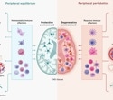 Disrupted brain-immune signaling may help drive neurodegeneration
