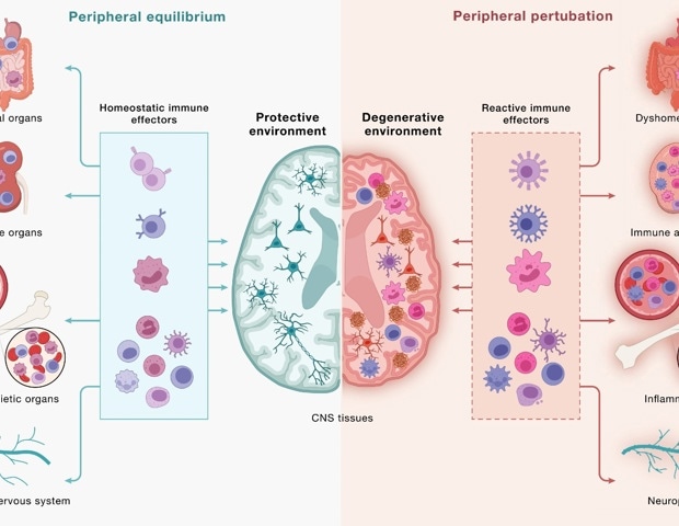 Disrupted brain-immune signaling may help drive neurodegeneration