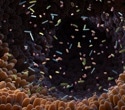 Gut microbiome atlas maps how bacteria establish themselves and shift in inflammatory bowel disease