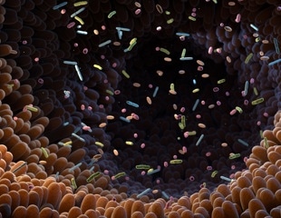 Gut microbiome atlas maps how bacteria establish themselves and shift in inflammatory bowel disease