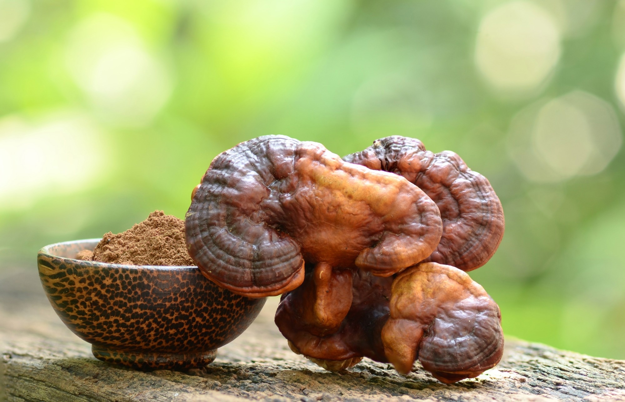 Review: Medicinal and edible fungal polysaccharide: sources, preparation, structural characteristics, and health benefit. Image Credit: pongpol_thailand / Shutterstock