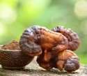 Scientists reviewed 20 edible and medicinal fungi for clues to better prebiotics
