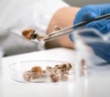 Does a psychedelic need an awake brain to have lasting effects? This mouse study offers a clue