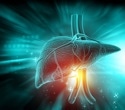 The scale told a similar story across three diets. The liver told a different one