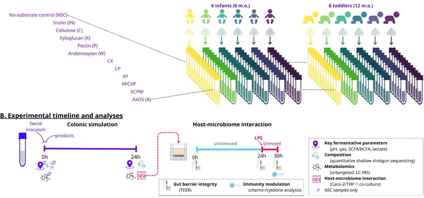 Schematic overview of the in vitro study design to assess the impact on the gut microbial activity and composition of 12 infants (6 months old (n= 6); 12 months old (n = 6)) of specific types of fibers and their combinations (C, X, P, W, CX, CP, XP, CXP, CXPW, A) compared to a no substrate control (NSC) and a reference