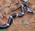 The global toll of snakebite may be much bigger than we thought