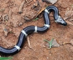 The global toll of snakebite may be much bigger than we thought