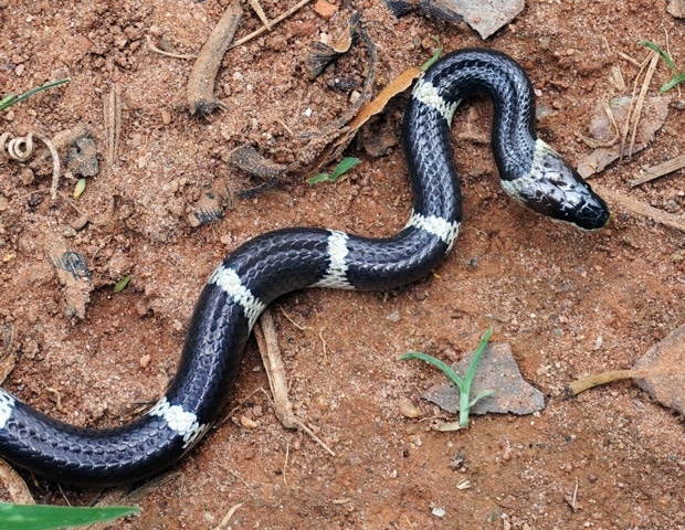 The global toll of snakebite may be much bigger than we thought