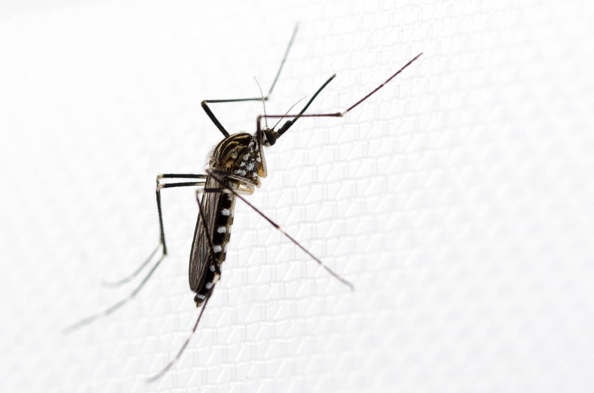 Study: Just another white-striped mosquito? A scoping review and group discussion synthesis on Aedes koreicus in Europe. Image Credit: Cloudpost / Shutterstock