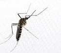 Europe has a new mosquito problem, but it may not be the one you think