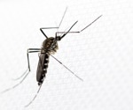 Europe has a new mosquito problem, but it may not be the one you think