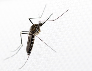 Europe has a new mosquito problem, but it may not be the one you think