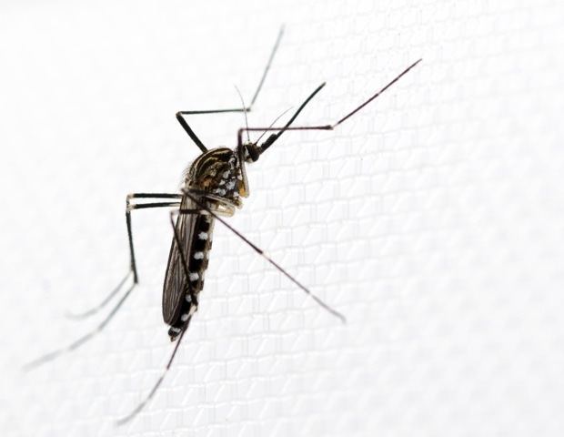 Europe has a new mosquito problem, but it may not be the one you think