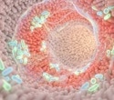 Menopause may start changing the gut years before periods stop