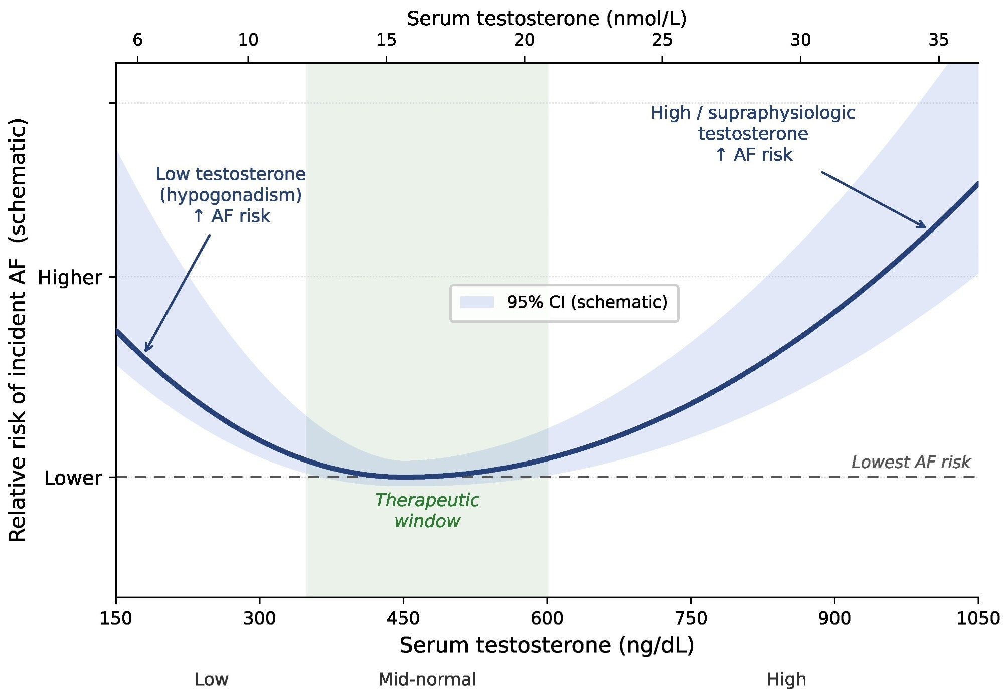 Schematic synthesis of the U-shaped relationship between serum testosterone and risk of incident AF, synthesized from the restricted cubic spline analyses of Xu et al (UK Biobank) (5) and Tran et al (ASPREE) (6). The curve is conceptual and does not represent a pooled quantitative estimate; the risk nadir lies within the mid-physiologic range (shaded therapeutic window). In Tran et al, the elevated-risk association at high testosterone was statistically significant, whereas the low-testosterone association did not reach significance. Axis conversion: 1 nmol/L = 28.82 ng/dL.