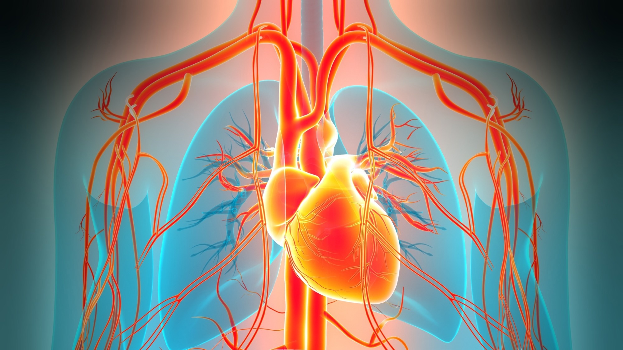 Too little or too much testosterone may matter for heart rhythm
