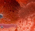 The obesity-microbiome story is more complicated than ‘good’ and ‘bad’ bacteria