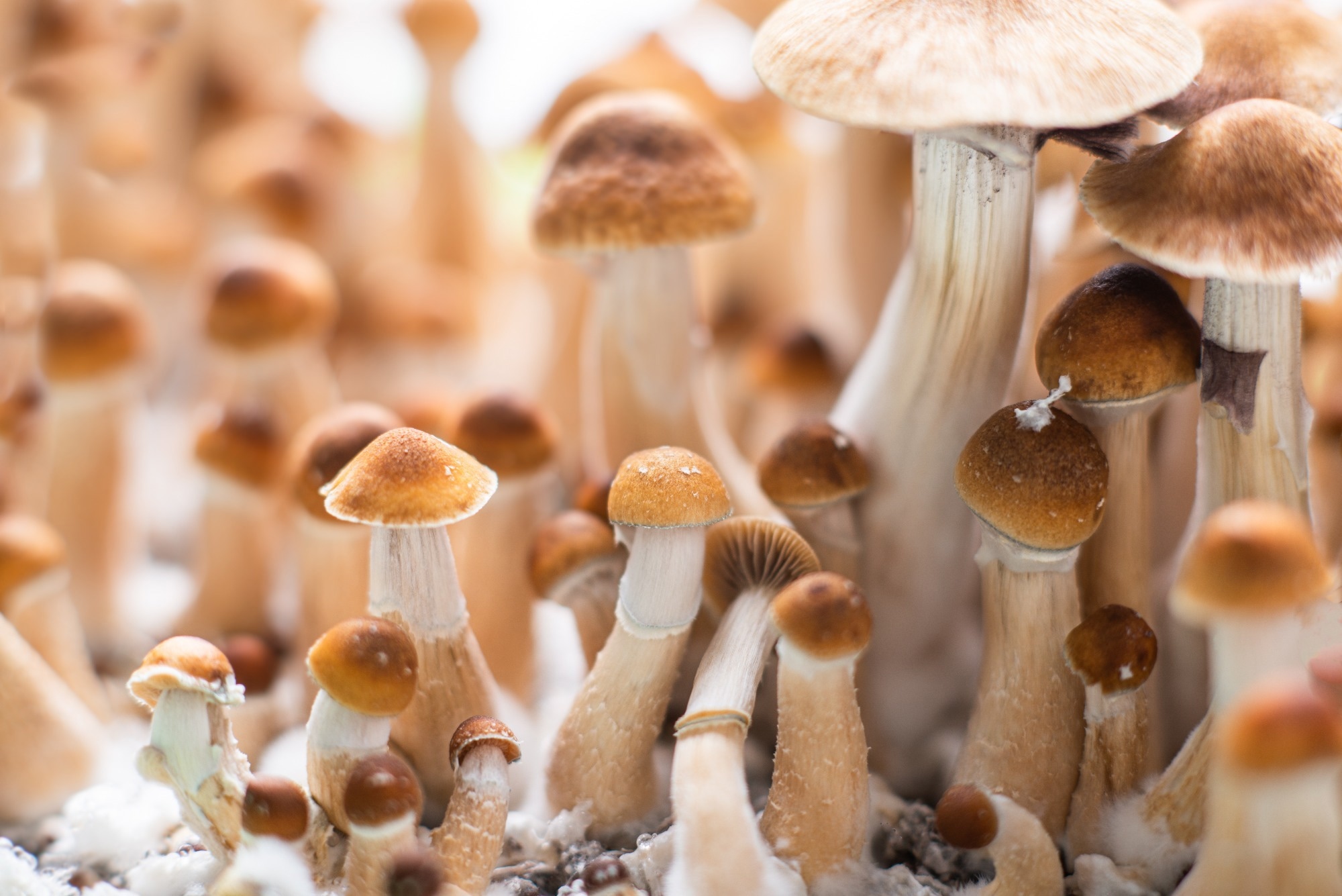 Study: Psilocybin prevents chemotherapy-induced peripheral neuropathy through mitochondrial trafficking preservation. Image Credit: YARphotographer / Shutterstock