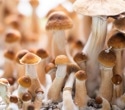 Psilocybin protects sensory nerves from chemotherapy damage in preclinical study