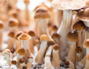 Psilocybin protects sensory nerves from chemotherapy damage in preclinical study