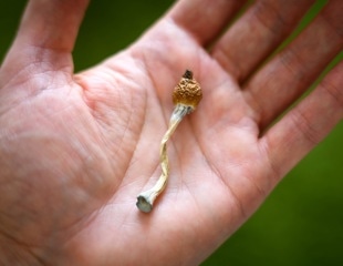 Psilocybin microdosing sounds promising, but the strongest studies tell a different story