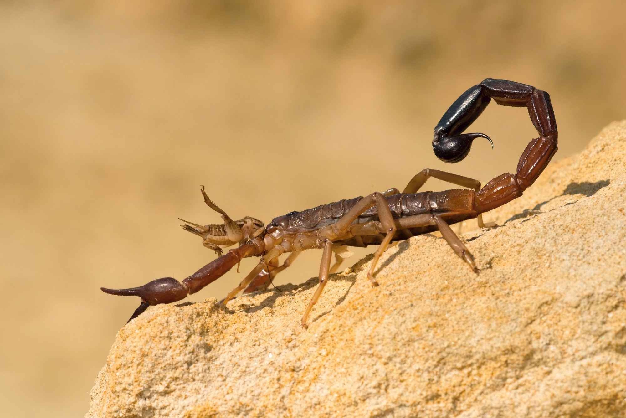 Scorpion venom peptides: Novel therapeutic approaches for inflammatory and hepatic disorders