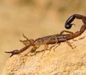 Could scorpion venom inspire new treatments for liver disease?