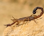 Could scorpion venom inspire new treatments for liver disease?