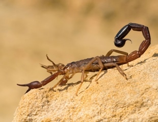 Could scorpion venom inspire new treatments for liver disease?