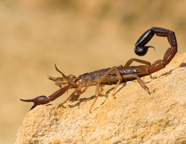 Could scorpion venom inspire new treatments for liver disease?
