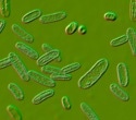 Gut infection leaves long-lasting immune ‘memories’ at the brain’s borders in mice