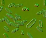 Gut infection leaves long-lasting immune ‘memories’ at the brain’s borders in mice