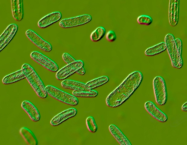 Gut infection leaves long-lasting immune ‘memories’ at the brain’s borders in mice